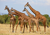 Image. Massai-Giraffe
