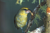 Image. Maui Parrotbill