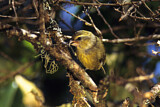 Image. Maui Parrotbill