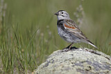 Image. McCown's Longspur