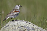 Image. McCown's Longspur
