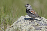 Image. McCown's Longspur