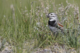 Image. McCown's Longspur