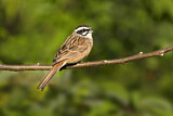 Image. Meadow Bunting