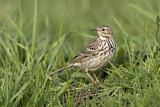Image. Meadow Pipit
