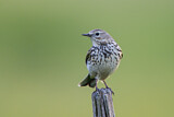 Image. Meadow Pipit