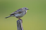 Image. Meadow Pipit