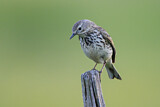 Image. Meadow Pipit