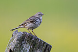 Image. Meadow Pipit