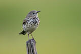 Image. Meadow Pipit