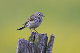 Image. Meadow Pipit