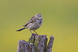Image. Meadow Pipit