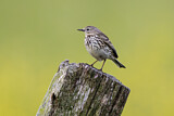 Image. Meadow Pipit