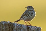Image. Meadow Pipit