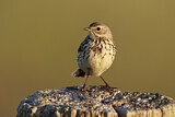 Image. Meadow Pipit