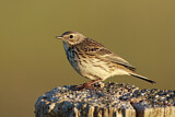 Image. Meadow Pipit