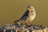 Image. Meadow Pipit
