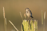 Image. Meadow Pipit