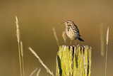 Image. Meadow Pipit