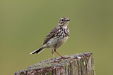 Image. Meadow Pipit