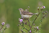 Image. Meadow Pipit