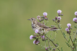Image. Meadow Pipit