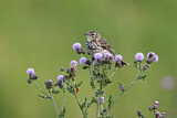 Image. Meadow Pipit