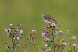 Image. Meadow Pipit