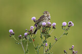 Image. Meadow Pipit