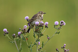 Image. Meadow Pipit