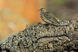 Image. Meadow Pipit