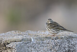 Image. Meadow Pipit
