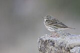 Image. Meadow Pipit