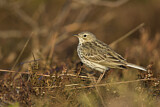 Image. Meadow Pipit