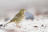 Image. Meadow Pipit