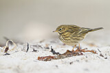 Image. Meadow Pipit