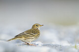Image. Meadow Pipit