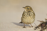 Image. Meadow Pipit