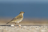 Image. Meadow Pipit