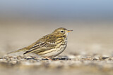 Image. Meadow Pipit