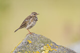 Image. Meadow Pipit