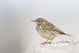 Image. Meadow Pipit