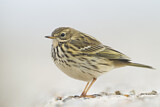 Image. Meadow Pipit