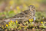 Image. Meadow Pipit