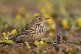 Image. Meadow Pipit
