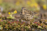 Image. Meadow Pipit