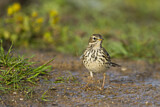 Image. Meadow Pipit