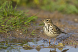 Image. Meadow Pipit