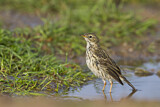 Image. Meadow Pipit