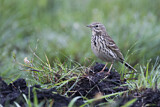 Image. Meadow Pipit